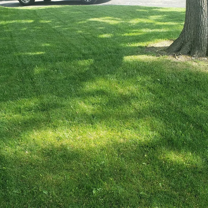 Lawns project photo