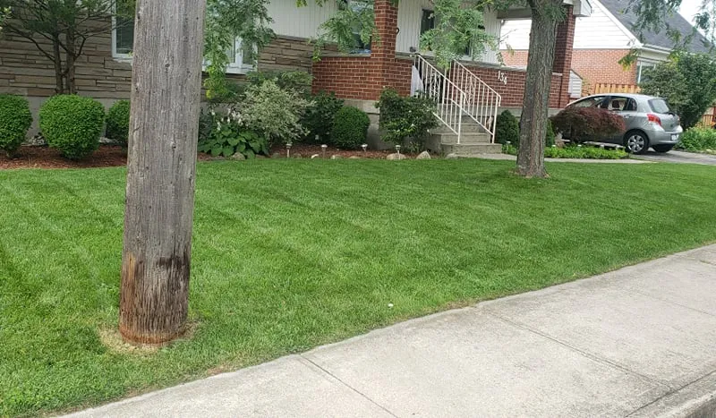 Lawns project photo